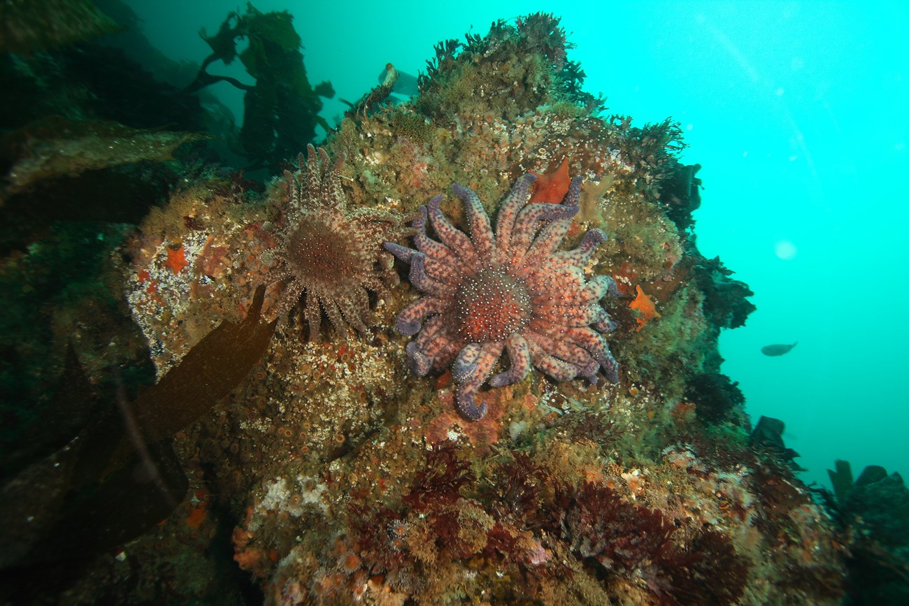 large starfish on rock with kelp