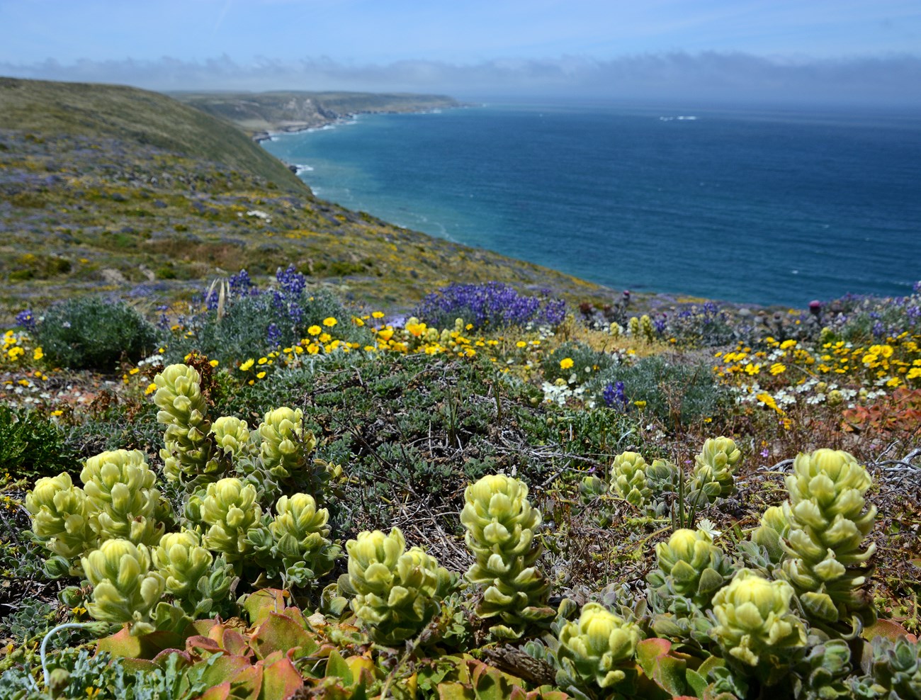 low lying plants and flowers on steep coastal bluff