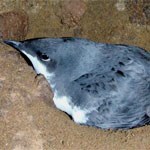 Xantus's murrelet