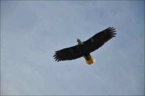 adult bald eagle in flight