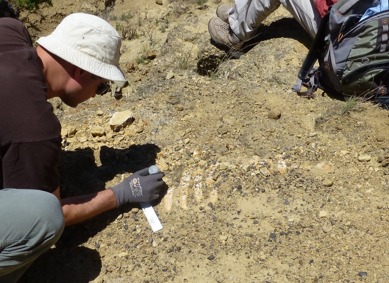Scientist wearing gloves and squeezing a liquid stabilizer out of a small plastic bottle onto a fossil in dirt.