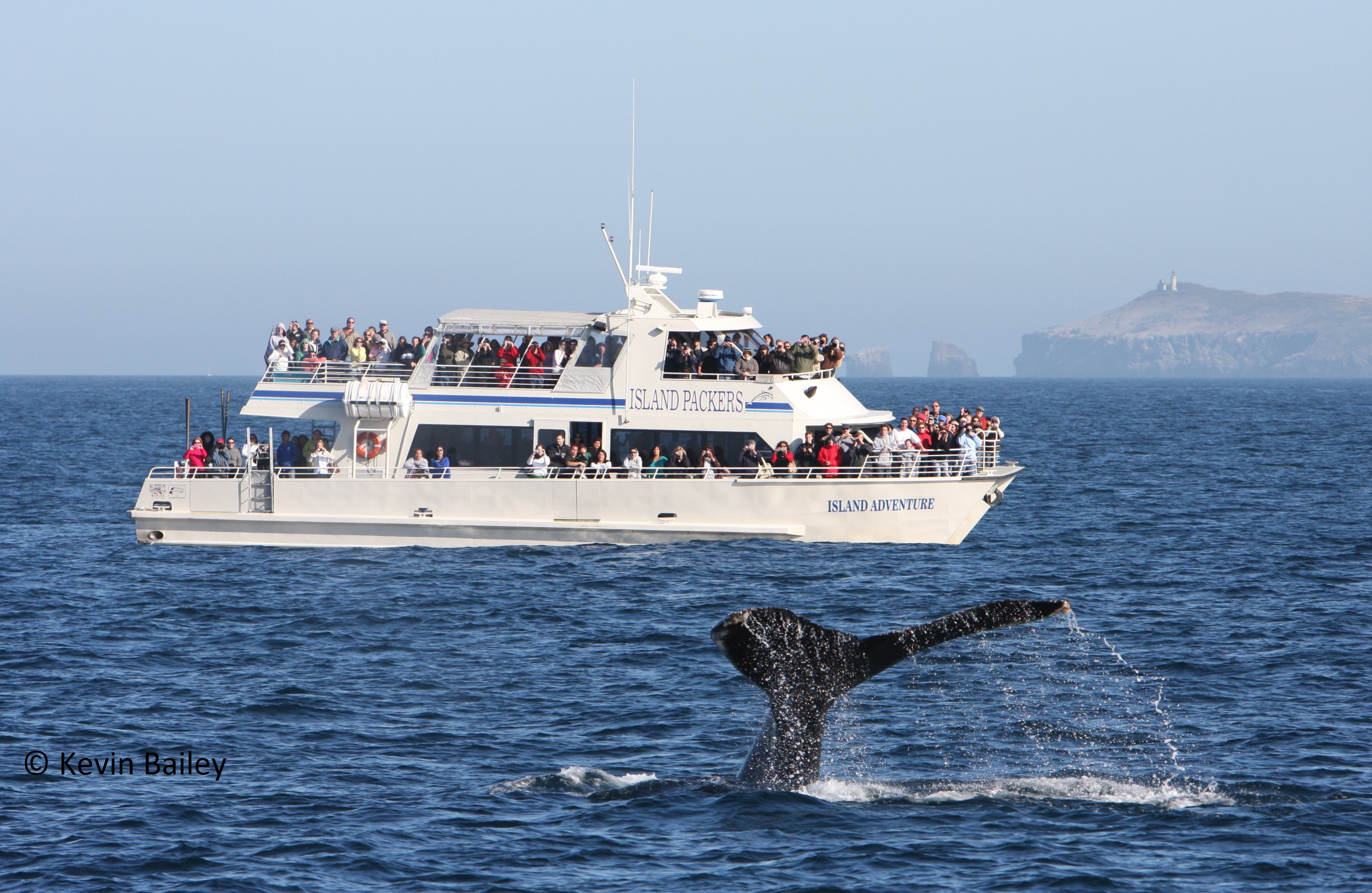 A whale tail pokes out of the ocean water in front of a white boat filled with passengers. The boat reads "Island Packers" and "Island Adventure."