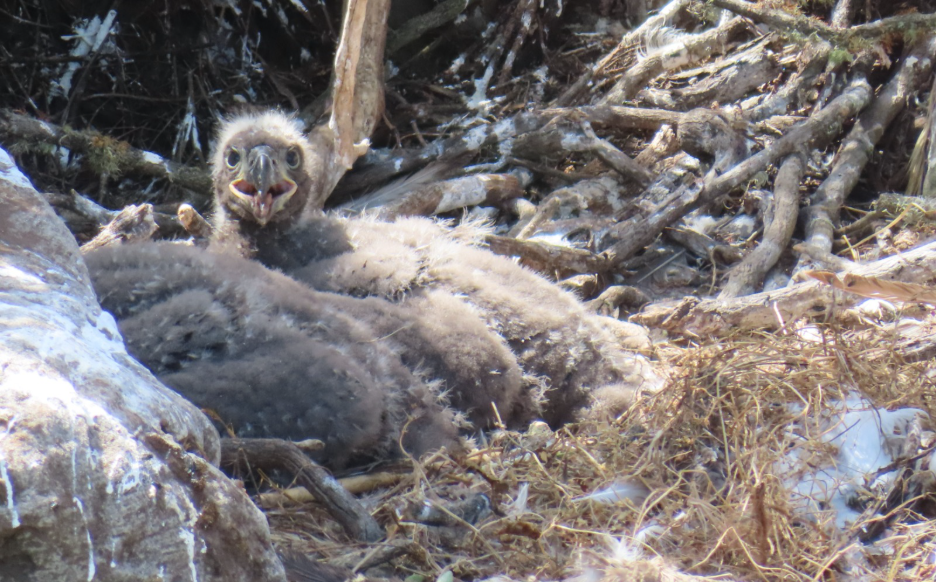 A close up of th inside of a large eagle's nest. Twigs, sticks and grasses make up the background. In the foreground are several eaglets with downy gray feathers. The front eaglet stares directly at the camera with its beak open.