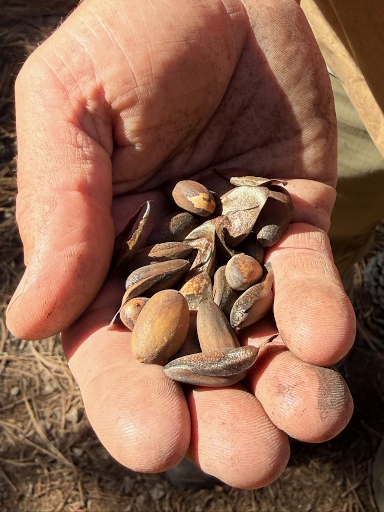 A hand holding smooth, oval-shaped seeds
