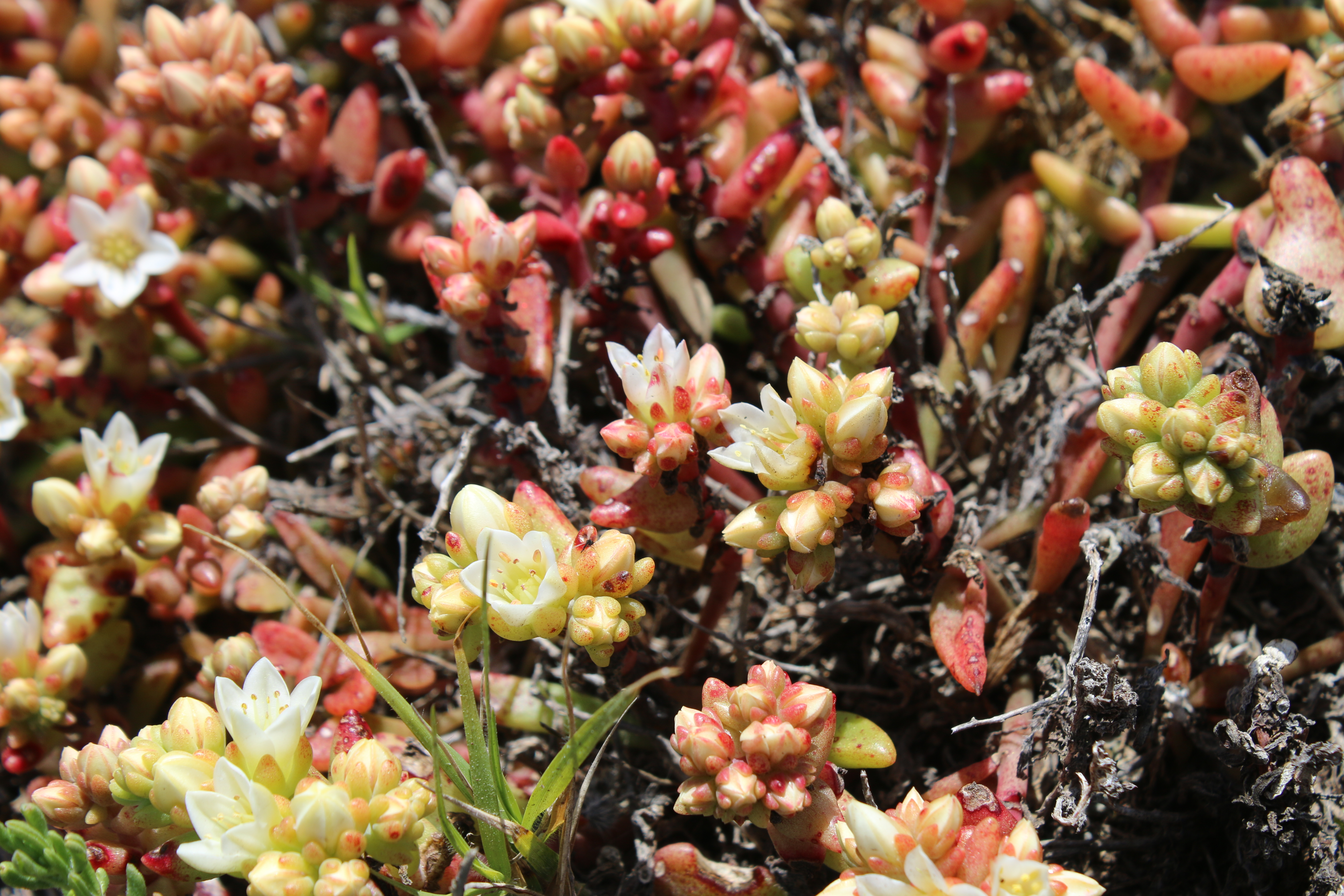 small succulent plant with flowers