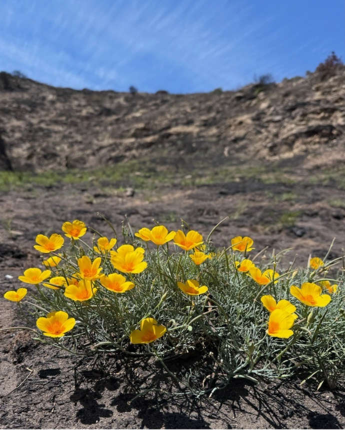 Orange flowers in a field of burned grass