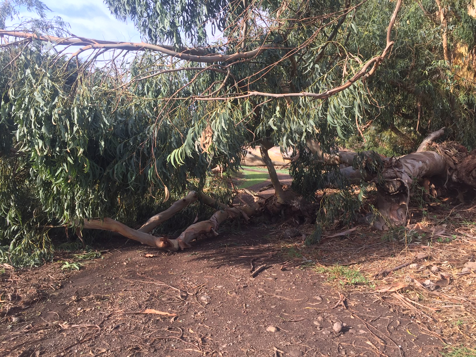 fallen tree blocking road