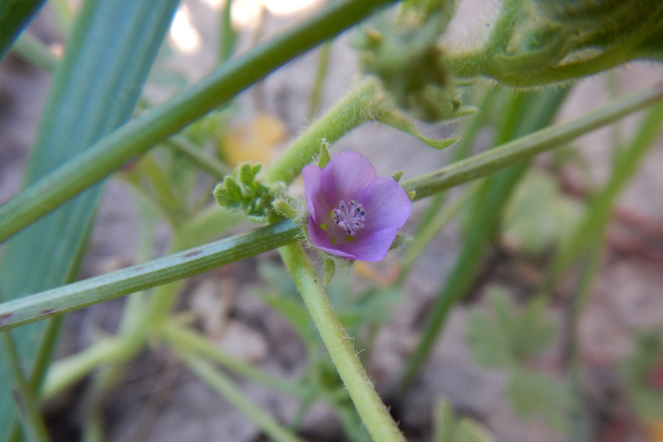 Small purple flower on green stem.