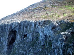 seabird rookery anacapa island