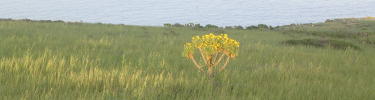 Coreopsis gigantea in grassland