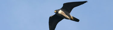 pergrine falcon