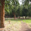 campground with eucalyptus trees
