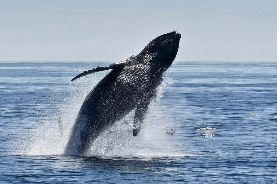 Whale Watching - Channel Islands National Park (U.S. National Park Service)