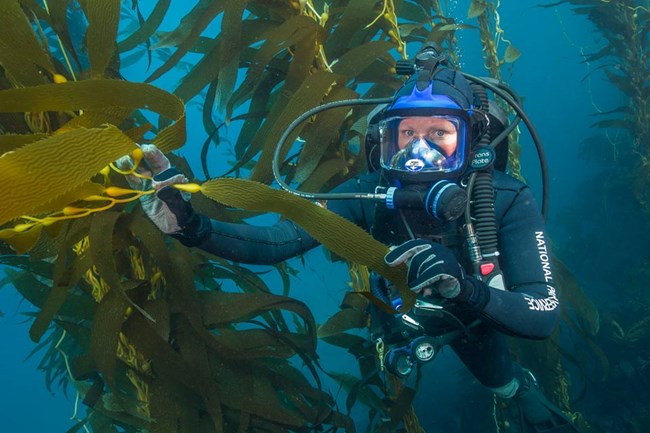 diver holding kelp underwater