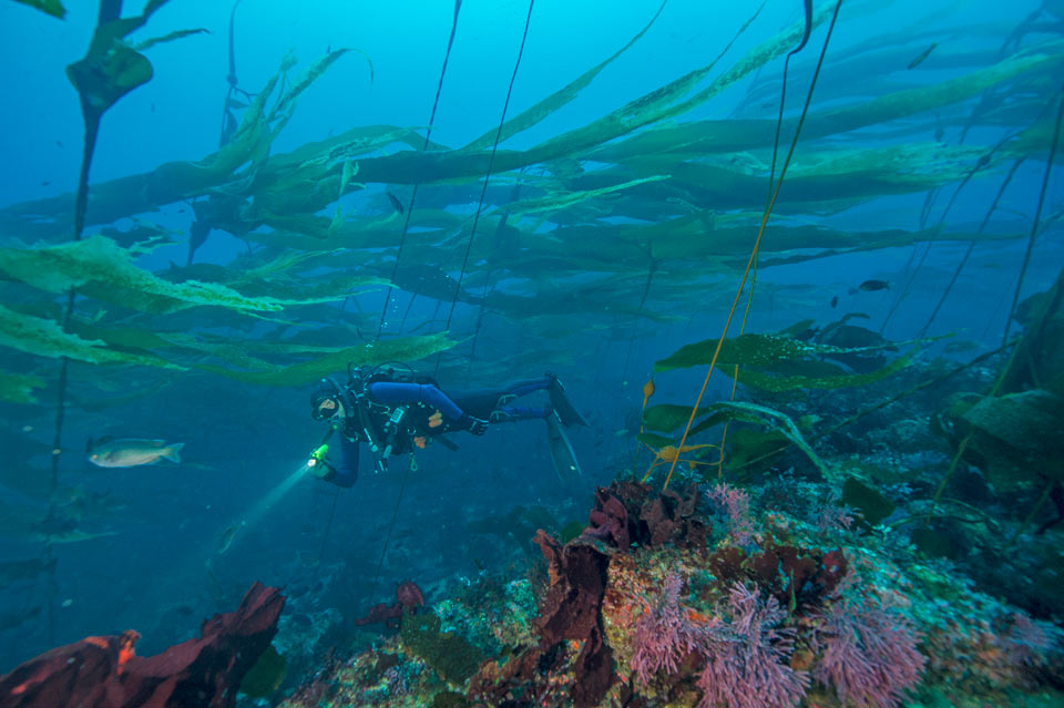 channel islands snorkeling tour