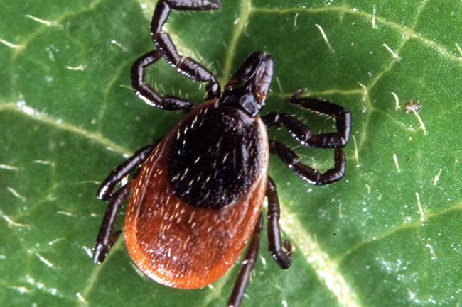 Brown and black tick on green leaf.