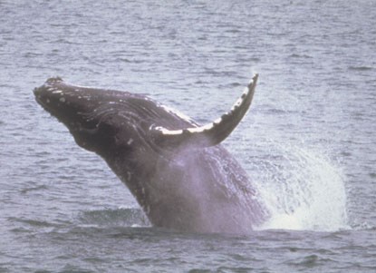 breaching humpback whale