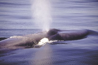 blue whale spouting