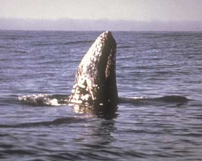 gray whale spyhopping