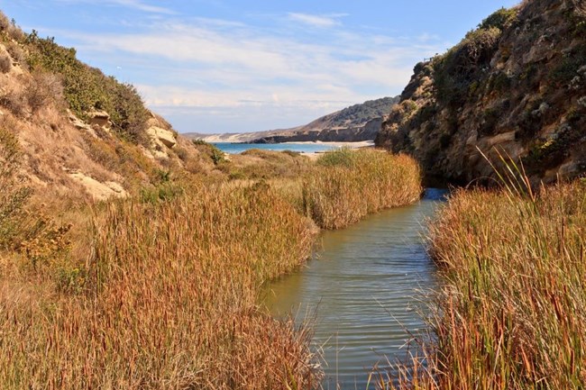 stream near beach surrounded by tall grass