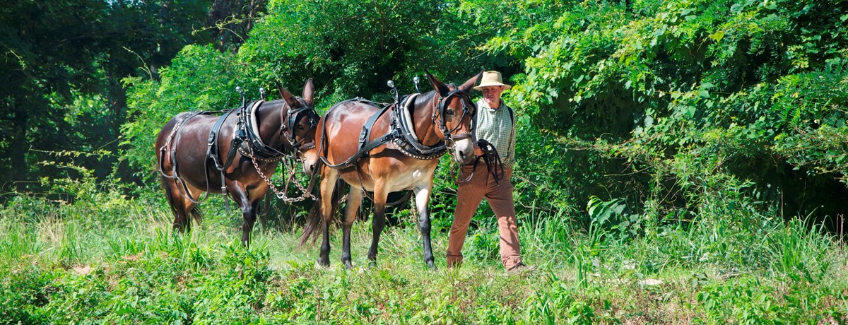Walking mules along the towpath Walking mules along the towpath