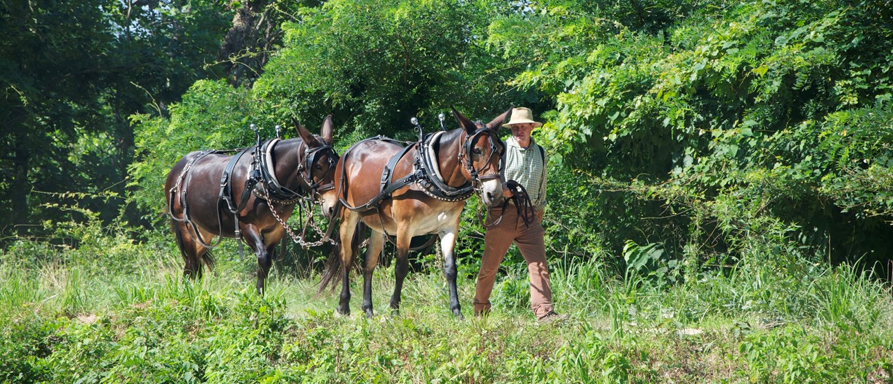 A canal boatman walks beside two mules on the C&O Canal towpath