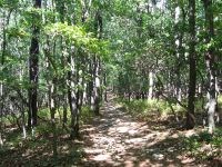 Saplings and trees along path in woods
