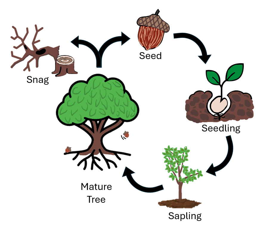 Illustration of the life cycle of a tree.