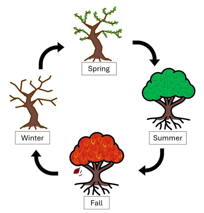 Illustration of a tree in spring, summer, fall, and winter.