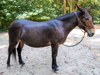 Mules and the Canal - Chesapeake & Ohio Canal National Historical