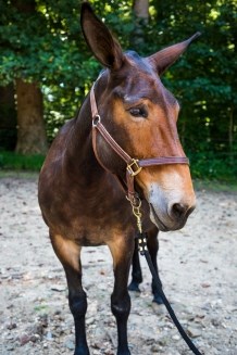 black and brown mule wearing a leather harness