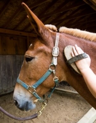 Mule having its coat brushed