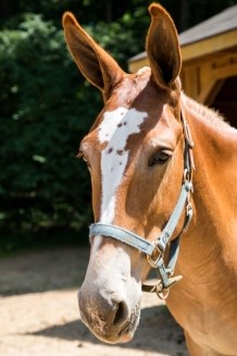 A red mule with a white face with brown spots