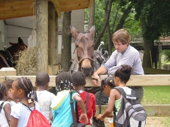 A group of children meeting a mule. The mule's handler stands next to the mule and children.
