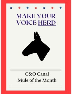 Mule of the month