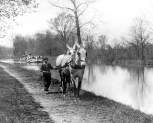 black and white image of a boy walking a towpath with two mules