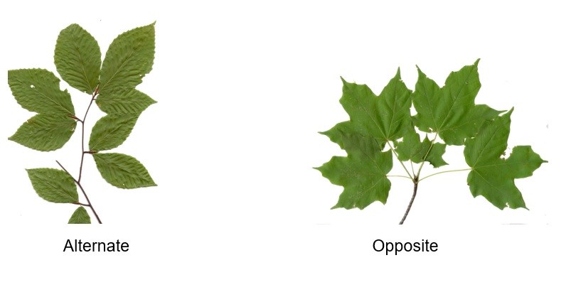 Comparing Alternate to Opposite Leaves: (1) Alternate Leaf (Image of green American Beech leaves) and (2) Opposite (Image of bright green Sugar Maple leaves).