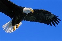 A bald eagle is photographed from below as it flies in a bright blue sky. It gazes down, presumably looking for prey.