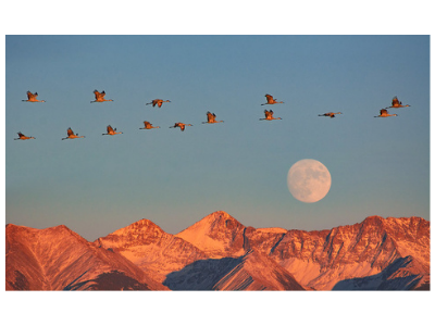 Sandhill cranes fly over Blanca with a moonrise in the background.