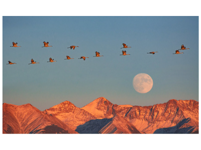 Sandhill cranes fly over Blanca with a moonrise in the background.