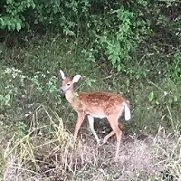 White tailed deer fawn in C&O Canal