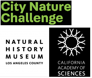 City Challenge logo
