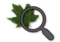 A gray magnifying glass for examining a green Sugar Maple Leaf.