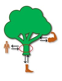 A green tree, a brown arm, brown foot and brown body with black arrows to compare parts of the tree and a red circle as well for comparison.