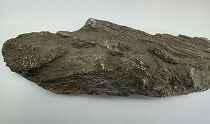 Conococheague Limestone