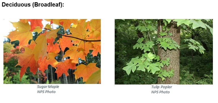 Two Images of deciduous trees, also known as broadleaf. The first image is of a Sugar Maple Tree and the second image is of a Tulip Poplar Tree; NPS Photos.