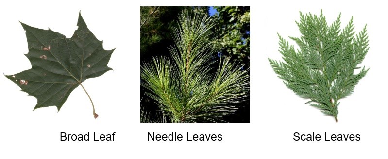 This image is of 3 different types of leaves: (1) Broad Leaf (Image of a dark green American Sycamore), (2) Needle Leaves (Image of a Green White Pine needles) and  (3) Scale Leaves (Image of green Red Cedar scale leaves).