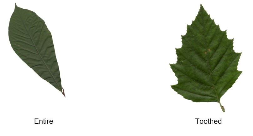 Comparing Entire Leaves to Toothed Leaves: (1) Entire (Image of a dark green Paw Paw leaf) and (2) Toothed (Image of a green River Birch Leaf ). Images courtesy of MD DNR: Madeline Koenig & Kerry Wixted.