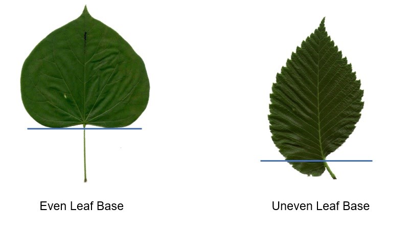 Comparing Leaf Bases: (1) Even Leaf Base (Image of a green Redbud leaf with a blue line under the base of the leaf) and (2) Uneven Leaf Base (Image of a dark green American Elm Leaf with a blue line under the base of the leaf).