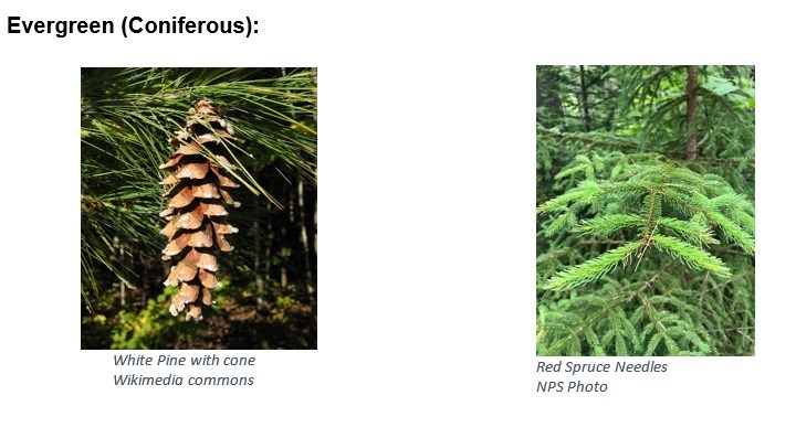 Image is of a White Pine Tree with a cone (Image Credit: Wikimedia Commons) and Red Spruce Tree  (Image Credit: NPS Photo) which are also known as coniferous trees.